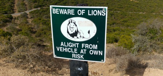 Reise nach Südafrika mit Kindern - Im Nationalpark muss man sich vor freilaufenden Löwen in Acht nehmen